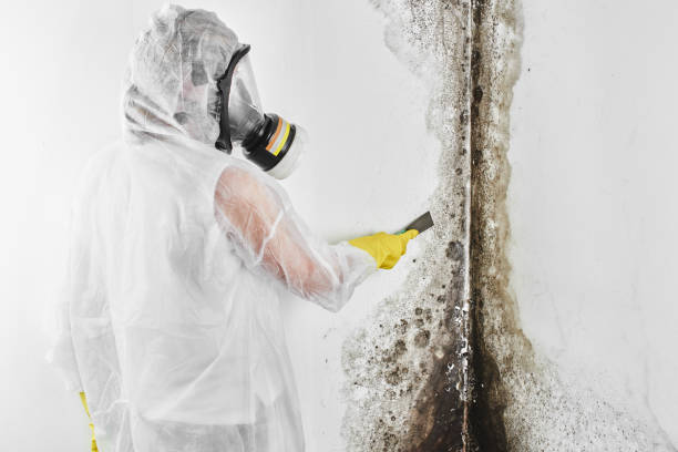 Home Mold Removal in Conehatta, MS