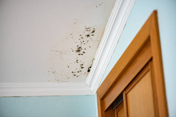 Best Local Mold Removal Service  in Conehatta, MS