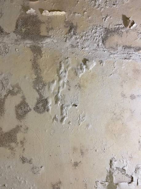 Best Mold Inspection  in Conehatta, MS