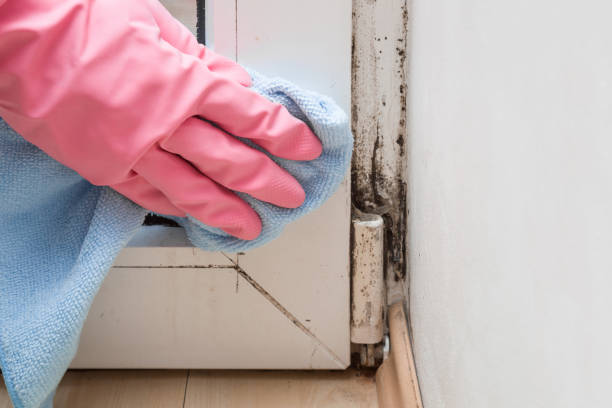Attic Mold Removal in Conehatta, MS